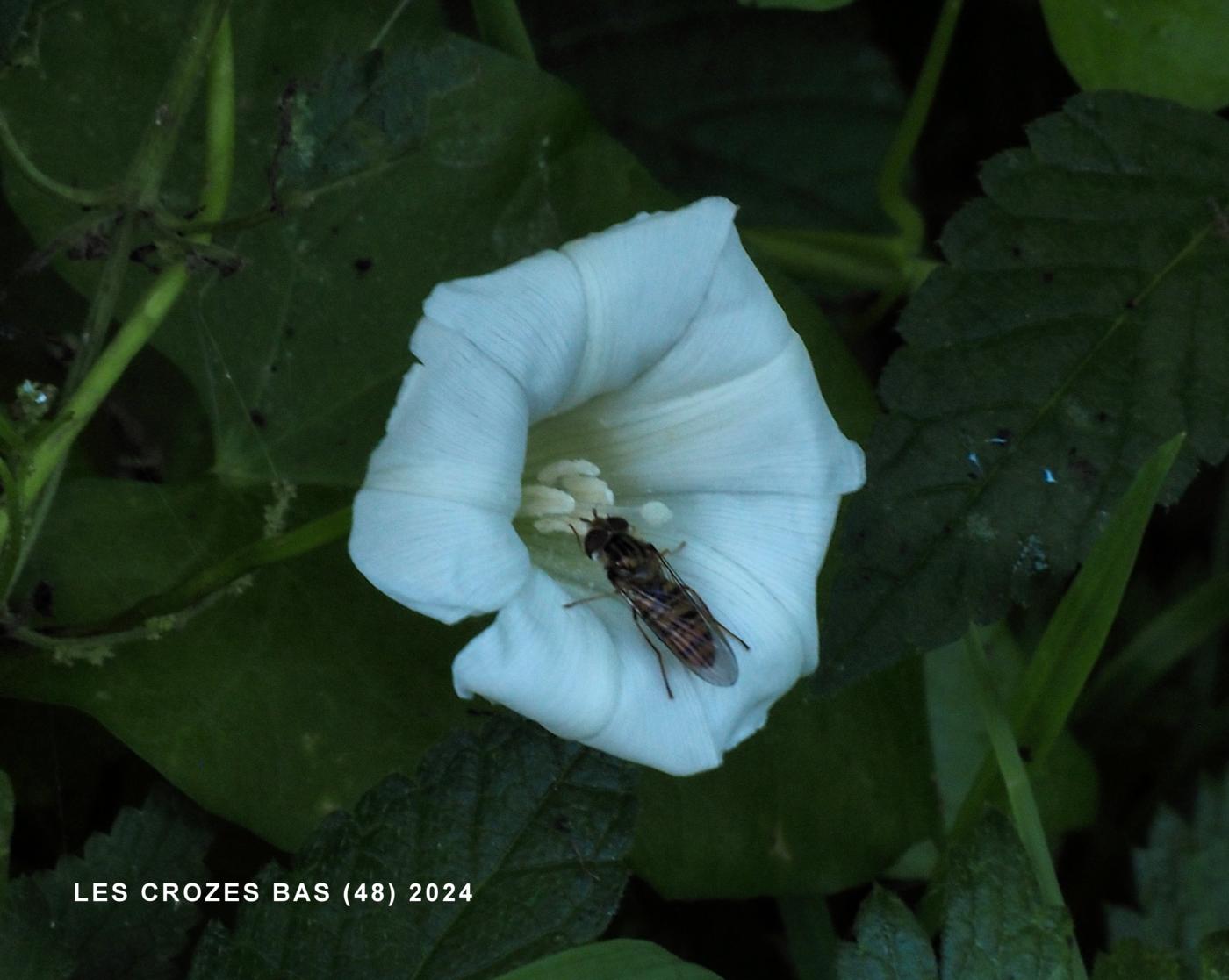 Bindweed, Greater flower